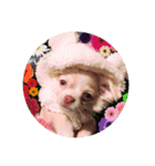 犬×8（個別スタンプ：4）