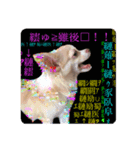 犬×8（個別スタンプ：6）