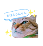 緑の目（個別スタンプ：1）