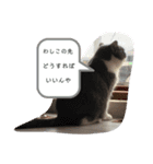 ねこの気持ち1（個別スタンプ：4）