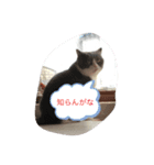 ねこの気持ち1（個別スタンプ：5）
