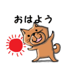 柴犬 赤だわん（個別スタンプ：1）
