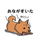 柴犬 赤だわん（個別スタンプ：8）