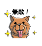 柴犬 赤だわん（個別スタンプ：10）