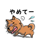 柴犬 赤だわん（個別スタンプ：12）