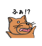 柴犬 赤だわん（個別スタンプ：13）