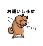 柴犬 赤だわん（個別スタンプ：21）
