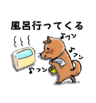 柴犬 赤だわん（個別スタンプ：23）