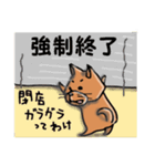 柴犬 赤だわん（個別スタンプ：31）
