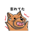 柴犬 赤だわん（個別スタンプ：37）