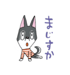 お茶目なハスキー2（個別スタンプ：24）