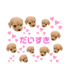 ちわぷーのまろんちゃん（個別スタンプ：4）