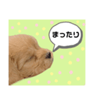 ちわぷーのまろんちゃん（個別スタンプ：7）