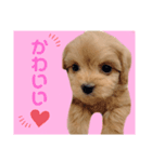 ちわぷーのまろんちゃん（個別スタンプ：8）