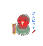 インコ×文鳥毎日スタンプ（個別スタンプ：8）