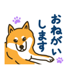 柴犬むぎの毎日スタンプ（個別スタンプ：1）