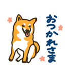 柴犬むぎの毎日スタンプ（個別スタンプ：3）