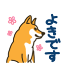 柴犬むぎの毎日スタンプ（個別スタンプ：11）