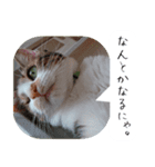 【猫のスタンプ】あおいちゃんスタンプ（個別スタンプ：1）