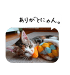 【猫のスタンプ】あおいちゃんスタンプ（個別スタンプ：2）