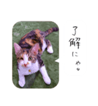 【猫のスタンプ】あおいちゃんスタンプ（個別スタンプ：3）