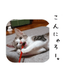 【猫のスタンプ】あおいちゃんスタンプ（個別スタンプ：5）