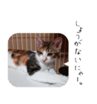 【猫のスタンプ】あおいちゃんスタンプ（個別スタンプ：7）