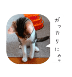 【猫のスタンプ】あおいちゃんスタンプ（個別スタンプ：8）