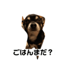 まめすけの日常（個別スタンプ：2）
