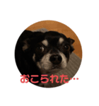 まめすけの日常（個別スタンプ：4）
