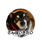 まめすけの日常（個別スタンプ：6）