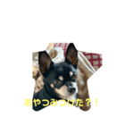 まめすけの日常（個別スタンプ：7）