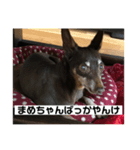 まめすけの日常（個別スタンプ：8）