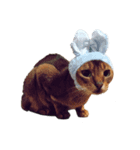ねこちゃん基本編（個別スタンプ：1）