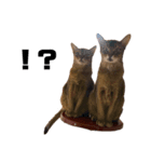 ねこちゃん基本編（個別スタンプ：4）