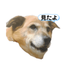 ミックス犬 RYU（個別スタンプ：8）