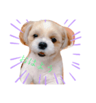 犬 猫 可愛いスタンプ❀（個別スタンプ：1）