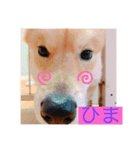 犬 猫 可愛いスタンプ❀（個別スタンプ：2）