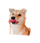犬 猫 可愛いスタンプ❀（個別スタンプ：3）