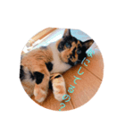 犬 猫 可愛いスタンプ❀（個別スタンプ：4）
