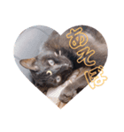犬 猫 可愛いスタンプ❀（個別スタンプ：5）