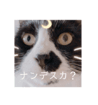 犬 猫 可愛いスタンプ❀（個別スタンプ：6）