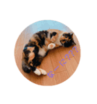 犬 猫 可愛いスタンプ❀（個別スタンプ：8）