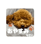 トイスタンプ2（個別スタンプ：2）
