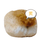 コーギーのぷりん（個別スタンプ：1）