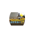 コーギーのぷりん（個別スタンプ：7）
