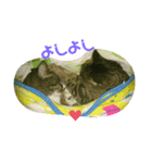 for cat lovers（個別スタンプ：4）