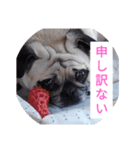 TOTO's stump4（個別スタンプ：3）