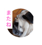 TOTO's stump4（個別スタンプ：6）