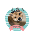 わんandにゃん（個別スタンプ：6）